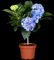 Hydrangea macrophylla (Hortensia) - afbeelding 46