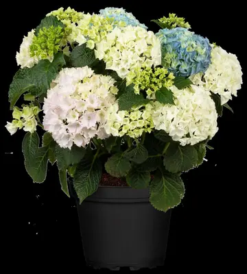 Hydrangea macrophylla (Hortensia) - afbeelding 134