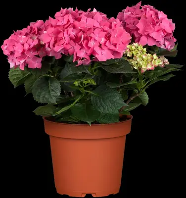 Hydrangea macrophylla (Hortensia) - afbeelding 80