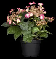 Hydrangea macrophylla (Hortensia) - afbeelding 44