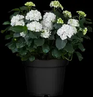 Hydrangea macrophylla (Hortensia) - afbeelding 77