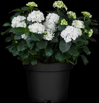 Hydrangea macrophylla (Hortensia) - afbeelding 77