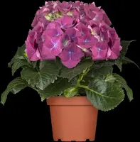 Hydrangea macrophylla (Hortensia) - afbeelding 28