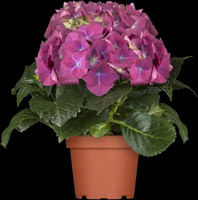 Hydrangea macrophylla (Hortensia) - afbeelding 28
