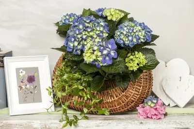 Hydrangea macrophylla (Hortensia) - afbeelding 13