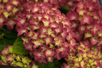 Hydrangea macrophylla (Hortensia) - afbeelding 21