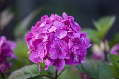 Hydrangea macrophylla (Hortensia) - afbeelding 26