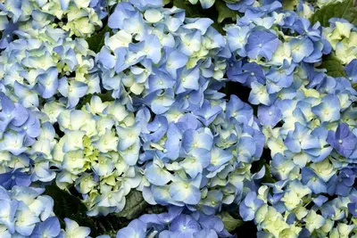 Hydrangea macrophylla (Hortensia) - afbeelding 32