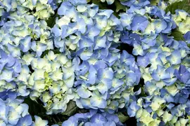 Hydrangea macrophylla (Hortensia) - afbeelding 32