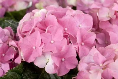 Hydrangea macrophylla (Hortensia) - afbeelding 50