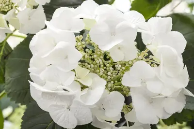 Hydrangea macrophylla (Hortensia) - afbeelding 53
