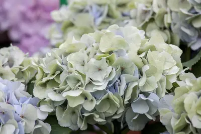 Hydrangea macrophylla (Hortensia) - afbeelding 60