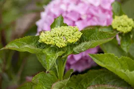 Hydrangea macrophylla (Hortensia) - afbeelding 82