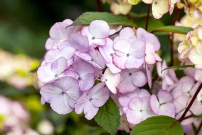 Hydrangea macrophylla (Hortensia) - afbeelding 91