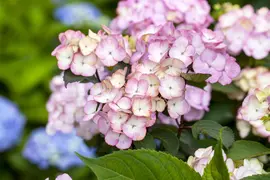 Hydrangea macrophylla (Hortensia) - afbeelding 92