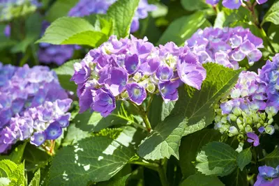 Hydrangea macrophylla (Hortensia) - afbeelding 96