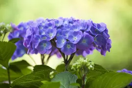 Hydrangea macrophylla (Hortensia) - afbeelding 97