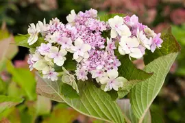 Hydrangea macrophylla (Hortensia) - afbeelding 103