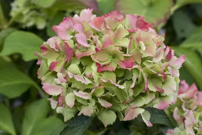Hydrangea macrophylla (Hortensia) - afbeelding 114