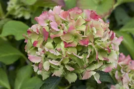Hydrangea macrophylla (Hortensia) - afbeelding 114