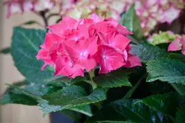 Hydrangea macrophylla (Hortensia) - afbeelding 128