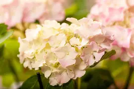 Hydrangea macrophylla (Hortensia) - afbeelding 142