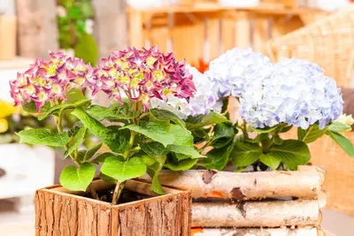 Hydrangea macrophylla (Hortensia) - afbeelding 143