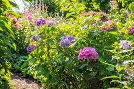 Hydrangea macrophylla (Hortensia) - afbeelding 144