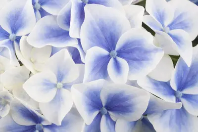 Hydrangea macrophylla (Hortensia) - afbeelding 7