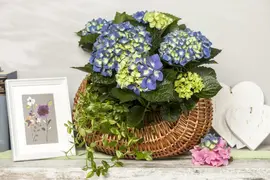 Hydrangea macrophylla (Hortensia) - afbeelding 13