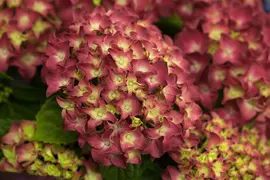 Hydrangea macrophylla (Hortensia) - afbeelding 21