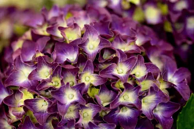 Hydrangea macrophylla (Hortensia) - afbeelding 23