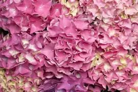 Hydrangea macrophylla (Hortensia) - afbeelding 36