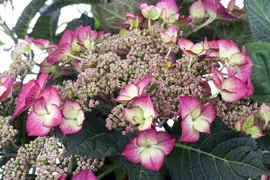 Hydrangea macrophylla (Hortensia) - afbeelding 43
