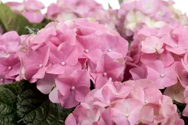 Hydrangea macrophylla (Hortensia) - afbeelding 52