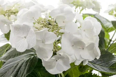 Hydrangea macrophylla (Hortensia) - afbeelding 54