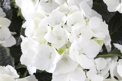 Hydrangea macrophylla (Hortensia) - afbeelding 58