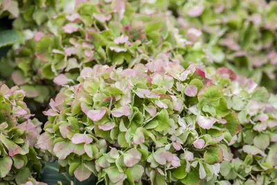 Hydrangea macrophylla (Hortensia) - afbeelding 59