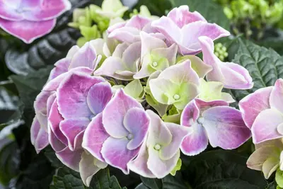 Hydrangea macrophylla (Hortensia) - afbeelding 73