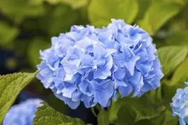 Hydrangea macrophylla (Hortensia) - afbeelding 84