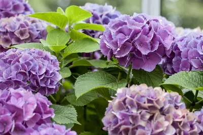 Hydrangea macrophylla (Hortensia) - afbeelding 86