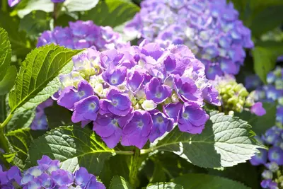 Hydrangea macrophylla (Hortensia) - afbeelding 95