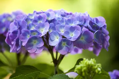 Hydrangea macrophylla (Hortensia) - afbeelding 98