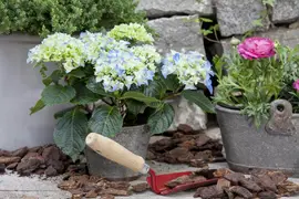 Hydrangea macrophylla (Hortensia) - afbeelding 122