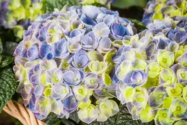 Hydrangea macrophylla (Hortensia) - afbeelding 124