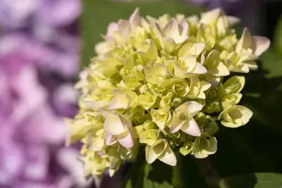 Hydrangea macrophylla (Hortensia) - afbeelding 132