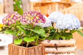 Hydrangea macrophylla (Hortensia) - afbeelding 143