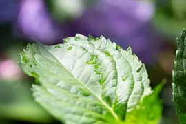 Hydrangea macrophylla (Hortensia) - afbeelding 145