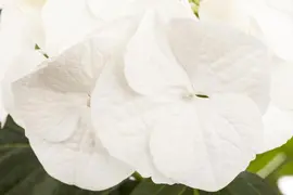 Hydrangea macrophylla (Hortensia) - afbeelding 11