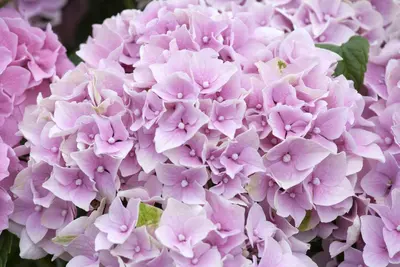 Hydrangea macrophylla (Hortensia) - afbeelding 18